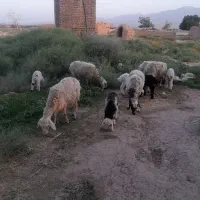 میش