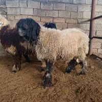 بزغاله چاق کشتاری