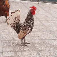 جوجه سبرایت