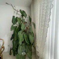 گل فیلدنرون غولپیکر