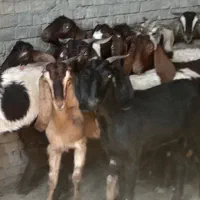 ۱۲ بز نجدی ابستن شرتی همه|حیوانات مزرعه|اهواز, شهرک دانشگاه|دیوار