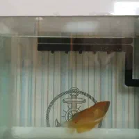 ماهی گورامی زرد گیاهخوار ۶.۵ سانتی|ماهی|شیراز, تاچارا|دیوار