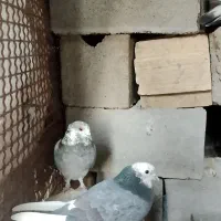 کبوتر|پرنده|بمپور, |دیوار