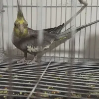 جفت جوجه عروس هلندی