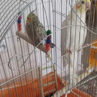 یک جفت عروس هلندی سالم وبالغ|پرنده|پاکدشت, پاکدشت (مامازند)|دیوار