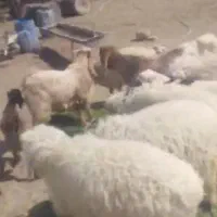 فروش بره نروماده|حیوانات مزرعه|خاش, |دیوار