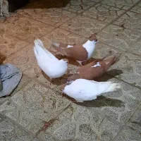 خال زرد وساده کلاغ دم سرخ