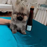 پامر اورجینال