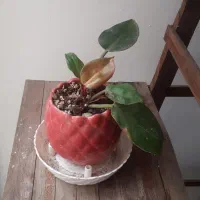 پایه گل چوبی، گل اسکاندیس، فیلودندرون