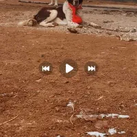 قدرجونی|سگ|مبارکه, |دیوار