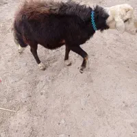 قوچ شیشک نژاد افشار|حیوانات مزرعه|کوراییم, |دیوار