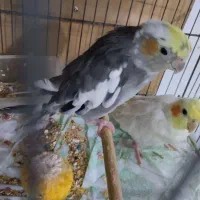 عروس نر سخنگو|پرنده|قشم, |دیوار