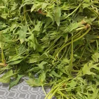 اسفناج تازه