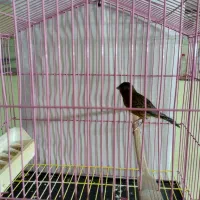 قناری سالم|پرنده|لنگرود, |دیوار