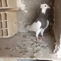 کبوتر طوقی|پرنده|رباطکریم, شترخوار|دیوار