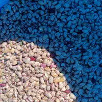 لوبیا هفتاد روزه