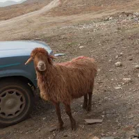 میش|حیوانات مزرعه|مشهد, ویلاشهر|دیوار