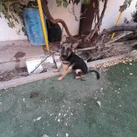 سگ ژرمن نر و ماده
