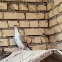 دمگیر نر|پرنده|هرند, |دیوار