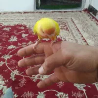 کوتوله دستی