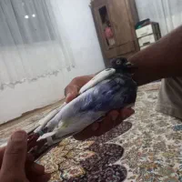 کبوتر گرفته شده مهردار یک میلیون نا قابل