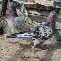 کفتر سرور و هما سرور