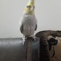 عروس هلندی|پرنده|تهران, خاک سفید|دیوار