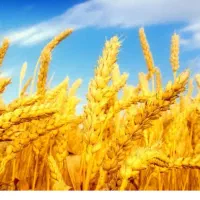 گندم ابی ودیم