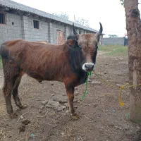 ورزا کوله گرگی چالوسی ۱۱۰ تایی|حیوانات مزرعه|آستانه اشرفیه, |دیوار