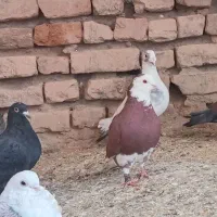 کبوتر|پرنده|نهبندان, |دیوار