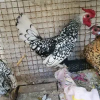 تخم مرغ سیبرایت