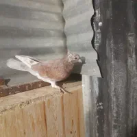 کفتر کل ماستی جفت نر سرخ دم سرور چندتا مقلوف|پرنده|قم, انصارالحسین|دیوار