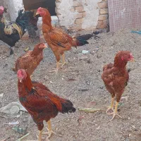 خروس|حیوانات مزرعه|ساوه, |دیوار