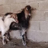 دو بزغاله نر نژاد سه قلو