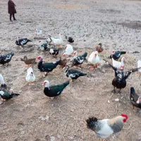 اوردک اسراعیلی|حیوانات مزرعه|کوچصفهان, |دیوار