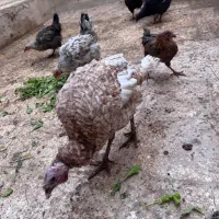 مرغ و بوقلمون