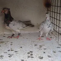 کبوتر اس مخصوص جفتگاه