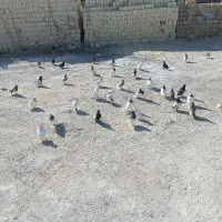 پرنده کبوتر