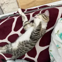 گربه|گربه|بوکان, |دیوار