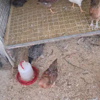 سه عدد جوجه بوقله