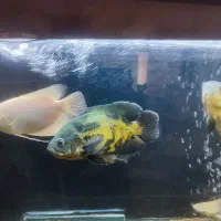 ماهی مولد اسکارمسی.پنکوسی آلبینو.پنکوسی شکاری