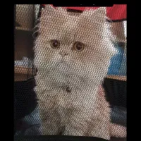 گربم گمشده