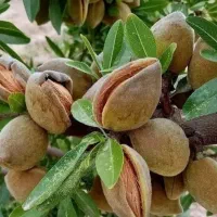 نهالستان شهبازی چورسی|خدمات باغبانی و درختکاری|قره ضیاالدین, |دیوار