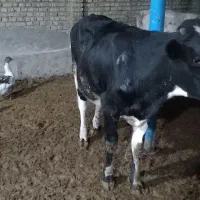 گوساله نر وماده سمینتال|حیوانات مزرعه|سوسنگرد, |دیوار