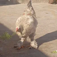 خروس برهما اصل رومانی