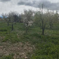 باغ فروش فوری