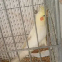 عروس هلندی لونینو مولد با ۵ تا جوجه