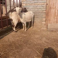 بز ماده جوان|حیوانات مزرعه|تبریز, |دیوار