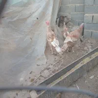 بوقلمون محلی