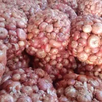 پیاز درجه یک